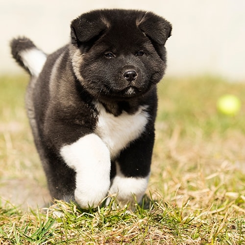 AKITA PUPS 4 HOMES