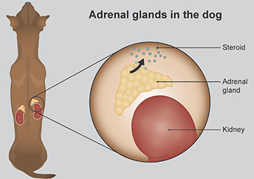 Illustration showing the adrenal glands in a dog