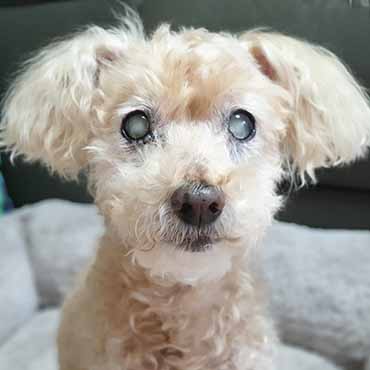 Photo of a dog with cataracts