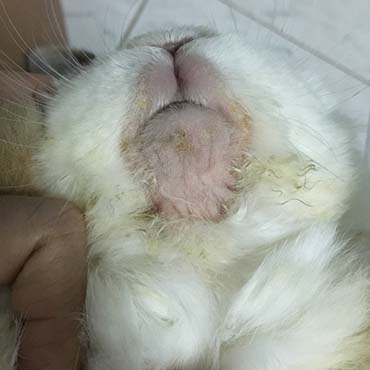 photo showing saliva stains on rabbit