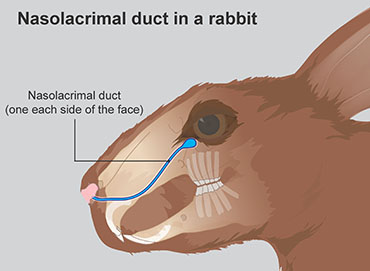 illustration showing nasolacrimal ducts
