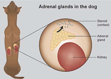 illustration showing adrenal gland in dogs