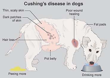 Illustration showing Cushing's disease in a dog