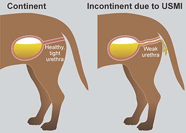 Illustration showing healthy urethra vs weak urethra
