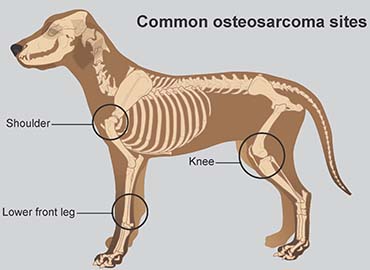 Osteosarcoma Bone Cancer In Dogs Pdsa