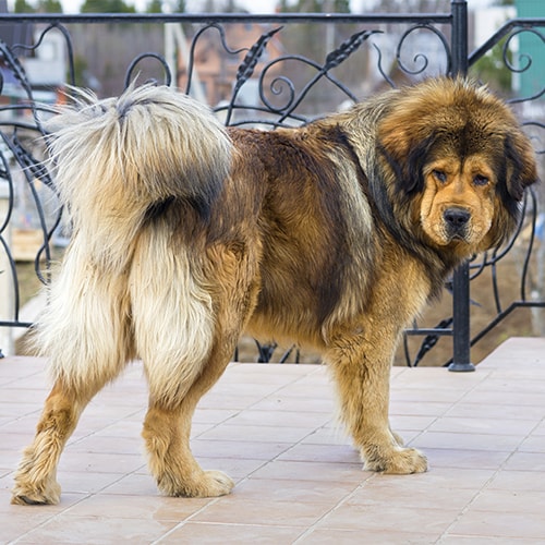 [Image: tibetan-mastiff-outdoors-gallery-1-min.j...2670000000]