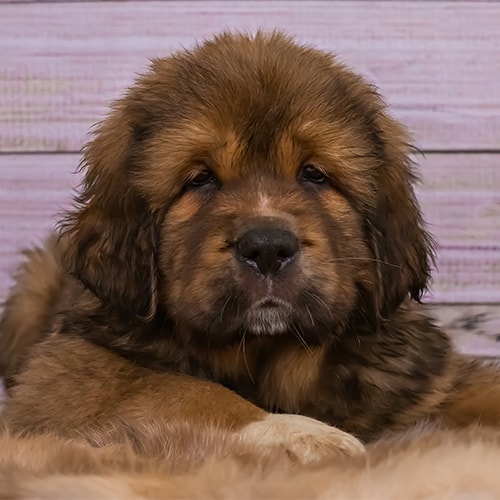 tibetan mastiff puppy price