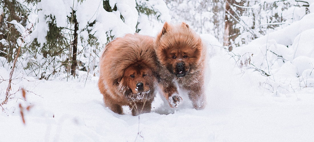 Two fawn Tibetan Mastiffs running in the snow outside