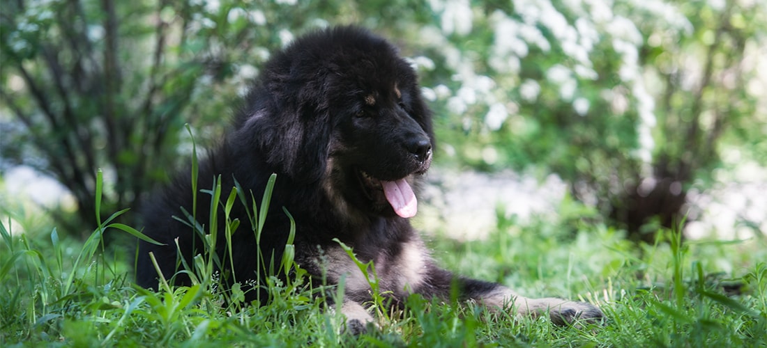Tibetan Mastiff lying on the grass in a wooded area
