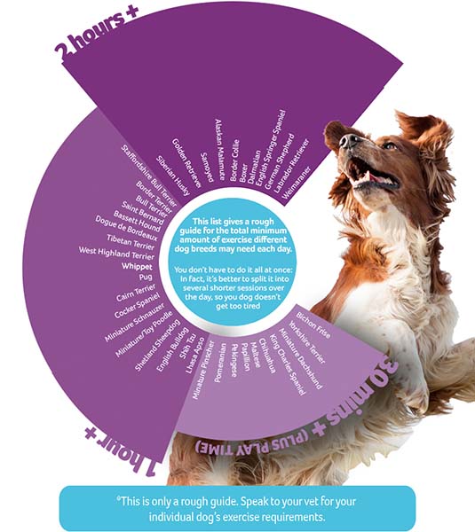 at what age can a male dog get neutered