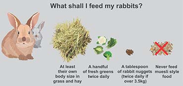 Illustration showing what to feed a rabbit.