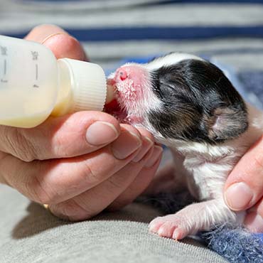 Photo of a puppy being hand fed