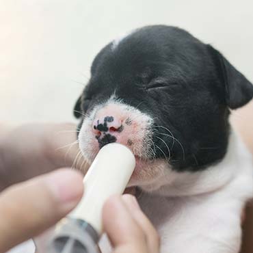 Photo of puppy being fed with syringe 