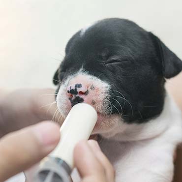 how do you know if newborn puppies are too hot