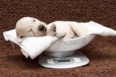 Photo of puppy being weighed 