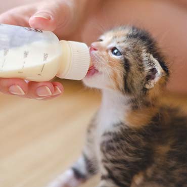 Found Kittens The Animal Foundation