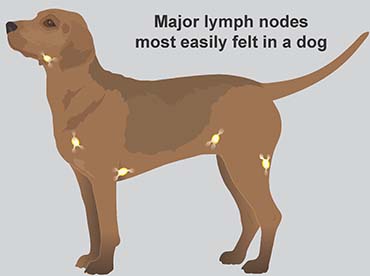 Illustration of lymph nodes