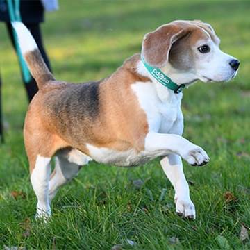 Pdsa swindon Pdsa swindon