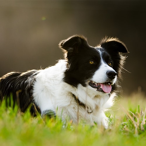 Border Collie - PDSA