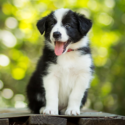 border collie puppies free to good home