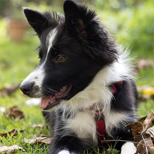 Things to Consider Before Getting A Border Collie