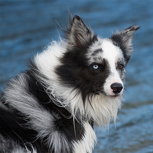 Living and Working With A Border Collie