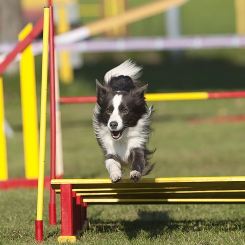 Border Collie - PDSA
