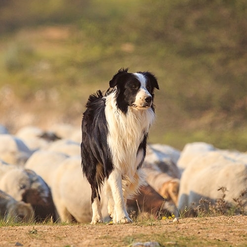 Border Collie, Dog Breed Information