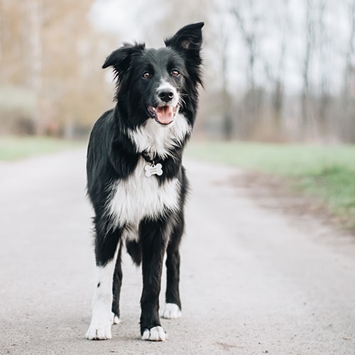 Living and Working With A Border Collie