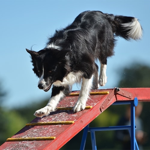 how to stop border collie from chewing