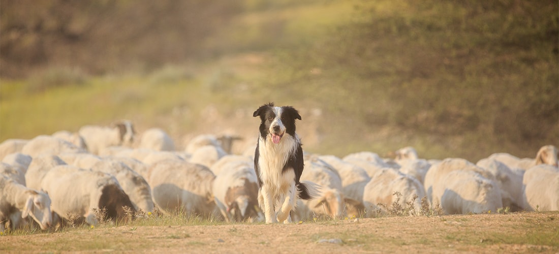 Border Collie - PDSA