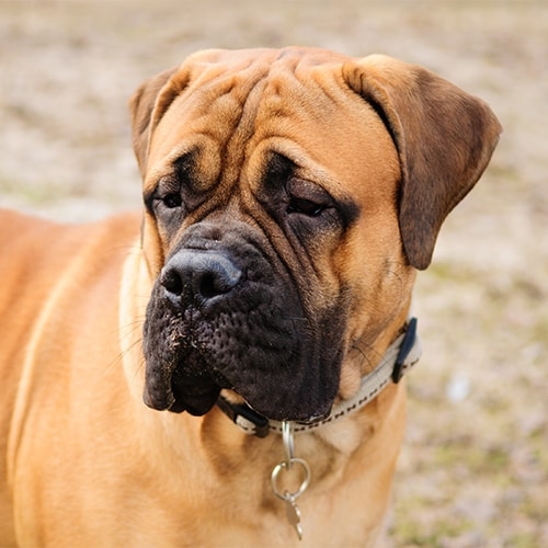 Bullmastiff Pdsa