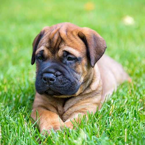 bullmastiff dog puppy