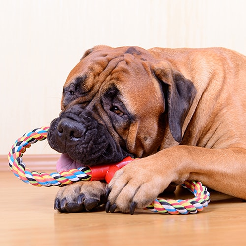 Bullmastiff PDSA