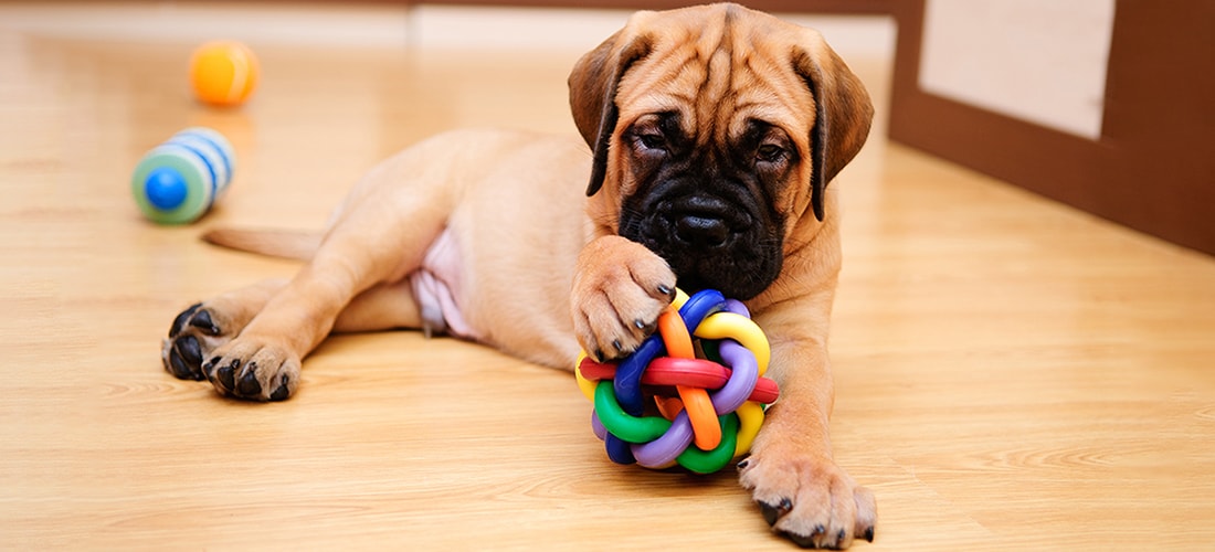 Bullmastiff Pdsa