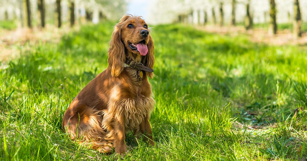 working cocker spaniel price