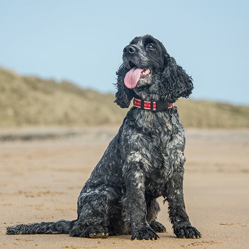 what to feed a cocker spaniel puppy