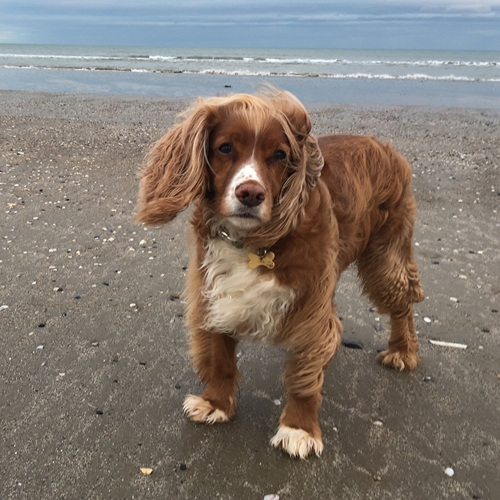 Cocker Spaniel Pdsa