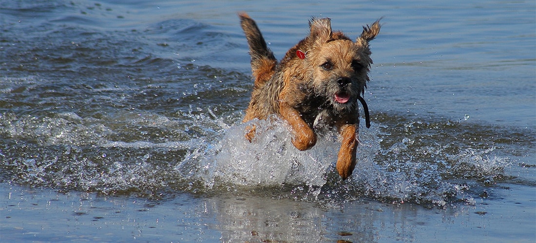 how much exercise does my border terrier need