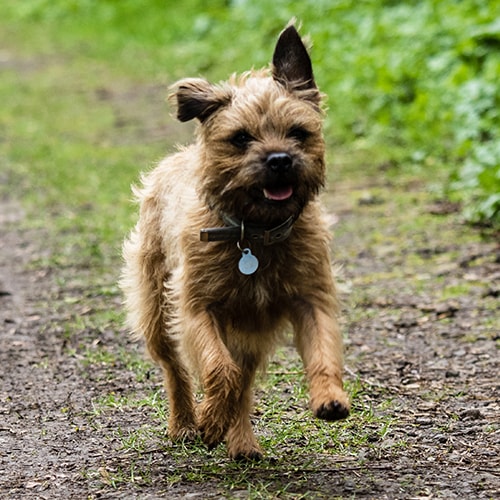 cairn terrier rescue puppies