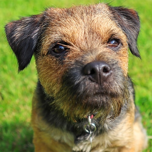 how much exercise does my border terrier need