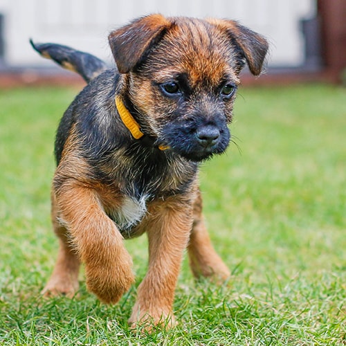 border terrier rescue yorkshire