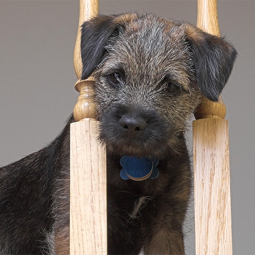 border terrier rescue yorkshire