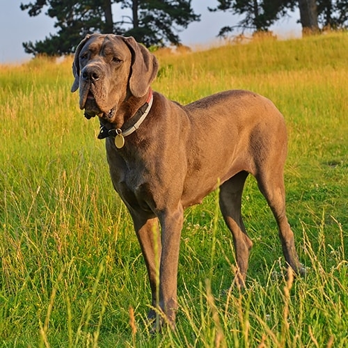 Great Dane Dog Breed Information