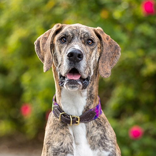 first time great dane owner