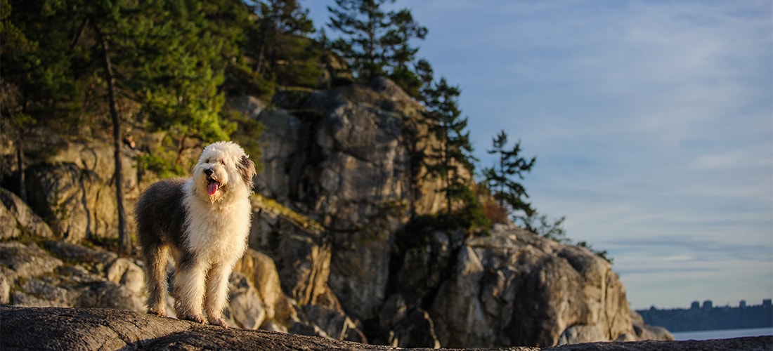 Old English Sheepdog standing on a cliff