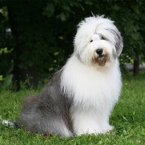 Old English Sheepdog Pdsa