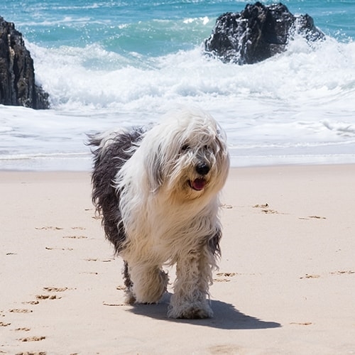 How Expensive Is It to Own an Old English Sheepdog?