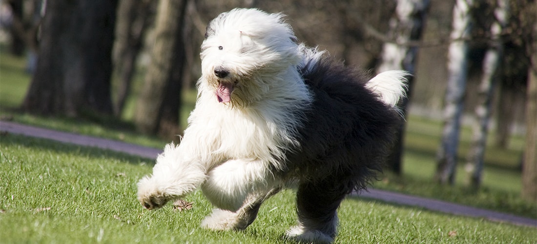 Old English Sheepdog runs across field