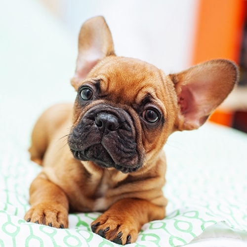 French Bulldog - PDSA